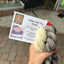 Knitting California Beanie Hat Kits by Nancy Bates