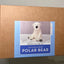 DIY Polar Bear Needle Felting Kit