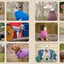 Sweaters for Dogs - 15 Knitting Projects to Keep Your Dog Cozy